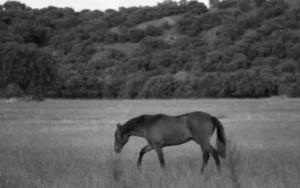 Consejos para una escapada rural perfecta en Hotel Caserío Aldeallana​